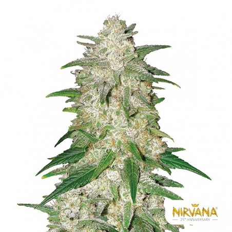 Plante de cannabis Gelato Auto