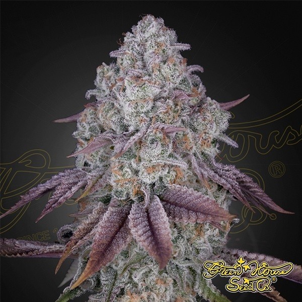 Voir Plante de cannabis Persian Pie de Green House Seeds