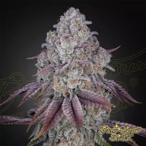 Voir Plante de cannabis Persian Pie de Green House Seeds