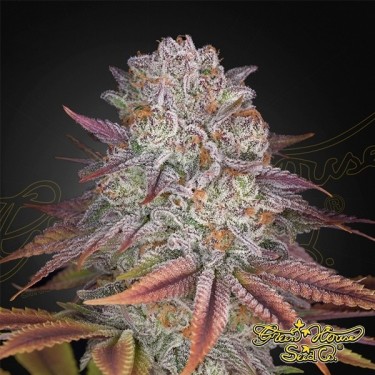 Pulp Friction Plantes de cannabis