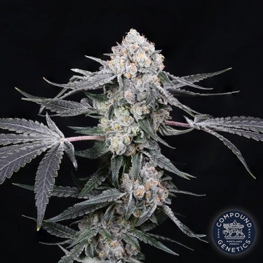 High Society de Compound Genetics - GB The Green Brand