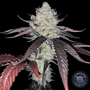 Marshmallow OG de Compound Genetics - GB The Green Brand