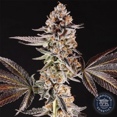 La Bomba de Compound Genetics - GB The Green Brand