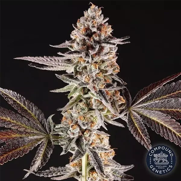 Voir La Bomba de Compound Genetics - GB The Green Brand