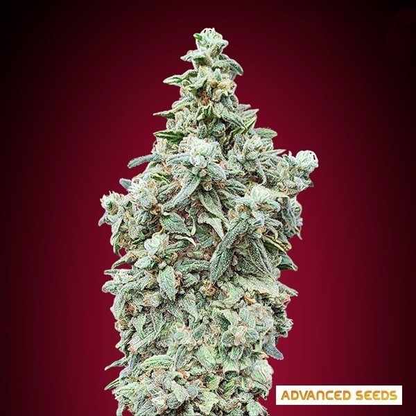 Voir Graines Cherry Pie d'Advanced Seeds - GB The Green Brand