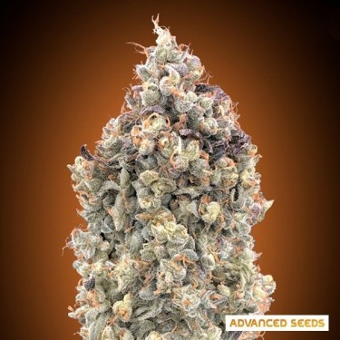 Plante de cannabis Auto Watermelon OG