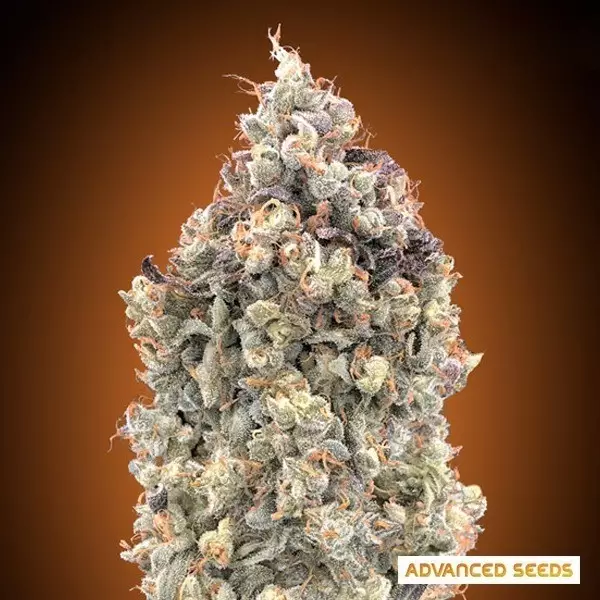 Voir Plante de cannabis Auto Watermelon OG