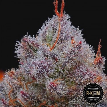 Plante de cannabis El Xupet Negre