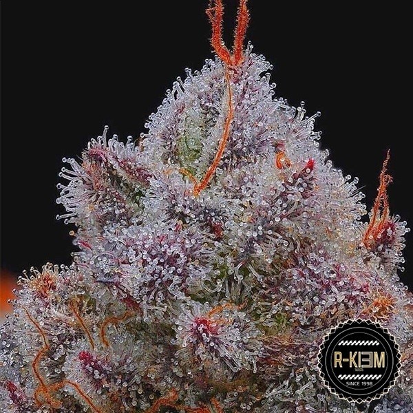 Voir Plante de cannabis El Xupet Negre