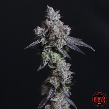 Lady Kush graines d'Elev8 Seeds - GB The Green Brand