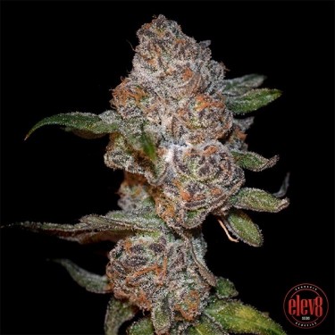 Punch Drunk Ape d'Elev8 Seeds - Grow Barato