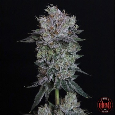 Tiki Tom graine d'Elev8 Seeds - Grow Barato