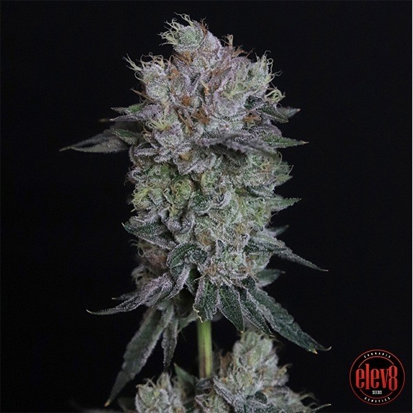 Voir Tiki Tom graine d'Elev8 Seeds - Grow Barato