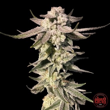 Acheter White Blizzard féminisée d'Elev8 Seeds - Grow Barato