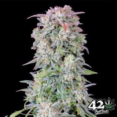 Plante de cannabis Afghan Kush Auto