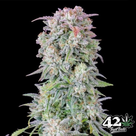 Plante de cannabis Afghan Kush Auto