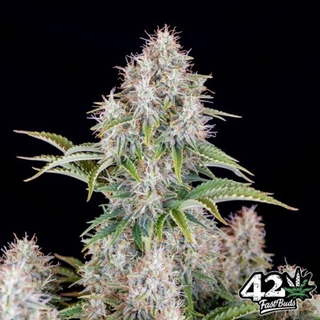 Plante de cannabis Cinderella Auto