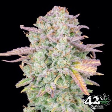 Plante de cannabis Trainwreck Auto