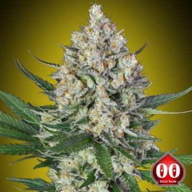 Plante de cannabis Lemon OG