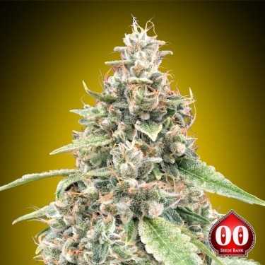 Plante de cannabis Auto Lemon OG