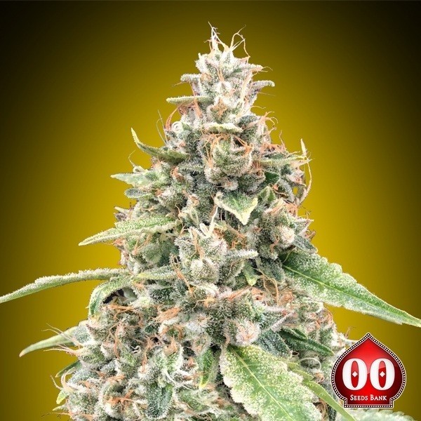 Voir Plante de cannabis Auto Lemon OG