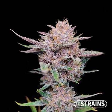 Tropicanna Cookies Ultra Fast GB Strains - GB The Green Brand