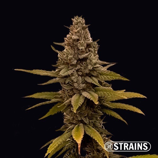 Voir MAC&RENA Sorbet de GB Strains- GB The Green Brand