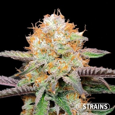 Acheter Candy Rainz féminisée de GB Strains - Grow Barato