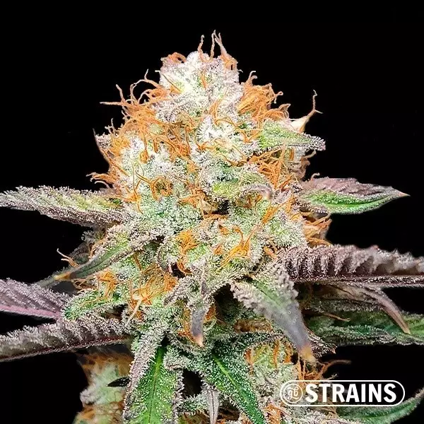 Voir Acheter Candy Rainz féminisée de GB Strains - Grow Barato
