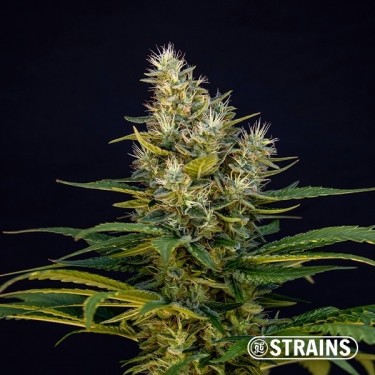 Graines White Mil-k Édition Limitée de GB Strains - GB The Green Brand