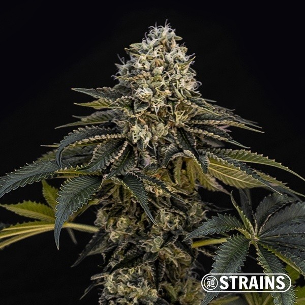 Voir Acheter Grape Cake CBD de GB Strains - GB The Green Brand