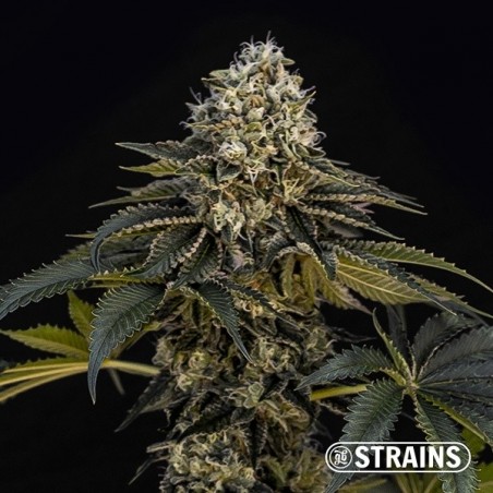 Acheter Grape Cake CBD de GB Strains - GB The Green Brand
