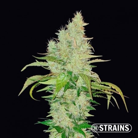 Acheter Ice Cream Cake GB Strains - GB