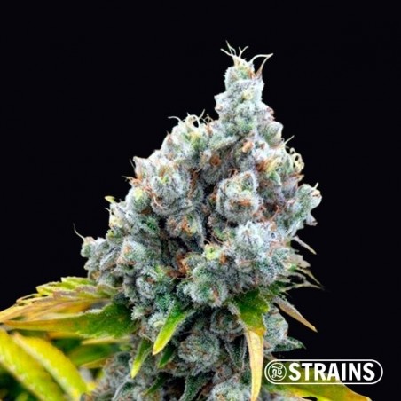Fruntz de GB Strains féminisée - GB The Green Brand
