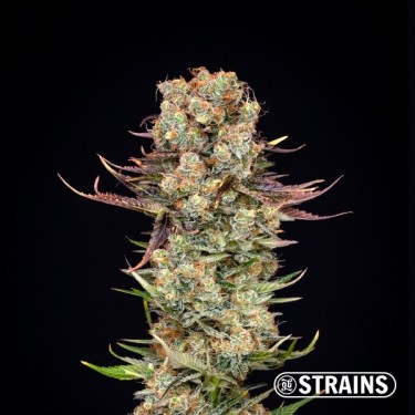 Acheter Unicorn Poop de la banque GB Strains - Grow Barato