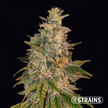 New Glue de GB Strains Graine féminisée - Grow Barato