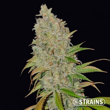 Blue Cheese CBD féminisée de GB Strains - Grow Barato