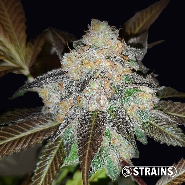 Voir Harlequin CBD graine féminisée de GB Strains - Grow Barato