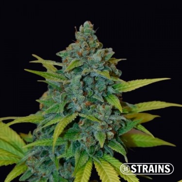 Strawberry Banana GB Strains Graine féminisée - Grow Barato