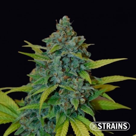 Strawberry Banana GB Strains Graine féminisée - Grow Barato