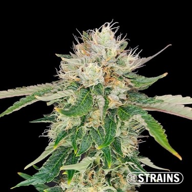 Auto Blue Cheese CBD de GB Strains - GB The Green Brand