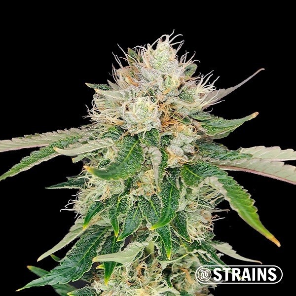 Auto Blue Cheese CBD de GB Strains - GB The Green Brand