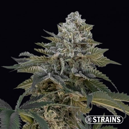 Acheter Auto Frosted Cake CBG de GB Strains - Grow Barato
