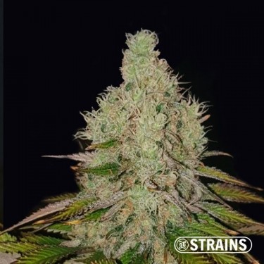 Auto Tropicanna Cookies XXL - GB The Green Brand