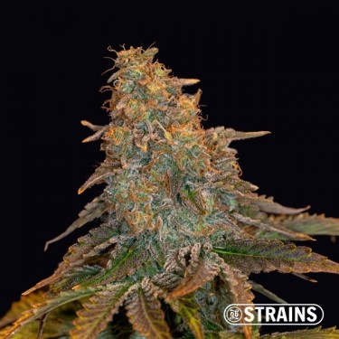 Auto Gran Daddy Purple XXL de GB Strains - GrowBarato
