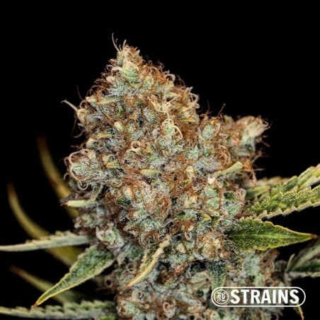 Auto Mimosa Cocktail XXL de GB Strains - GB The Green Brand