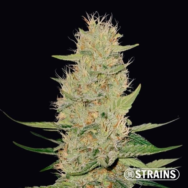 Voir Acheter Auto Unicorn Poop de GB Strains - GB