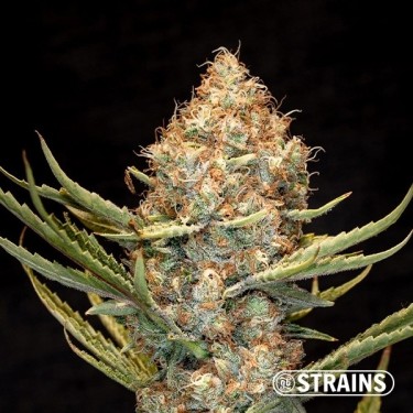 Auto New Glue XXL de la banque GB Strains - GB The Green Brand