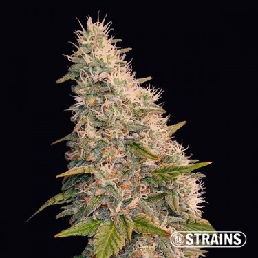 Auto Velvet Krush de la banque GB Strains - Grow Barato