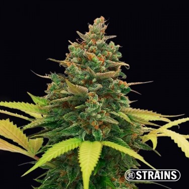 Auto Bubblegum XXL de la banque GB Strains - Grow Barato